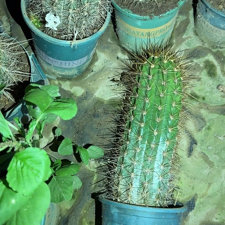 德绍儿杏根高20公分以上毛花柱