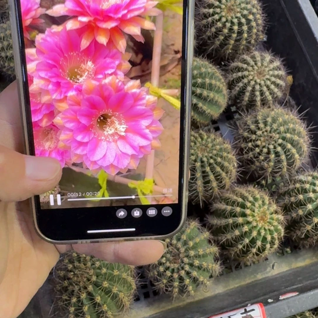 322彩草54歪无根侧牙4公分左右，20包邮