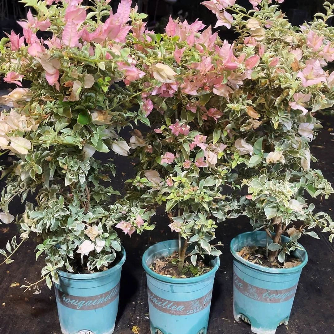 大部分花苞少量开放少女心带竹一颗