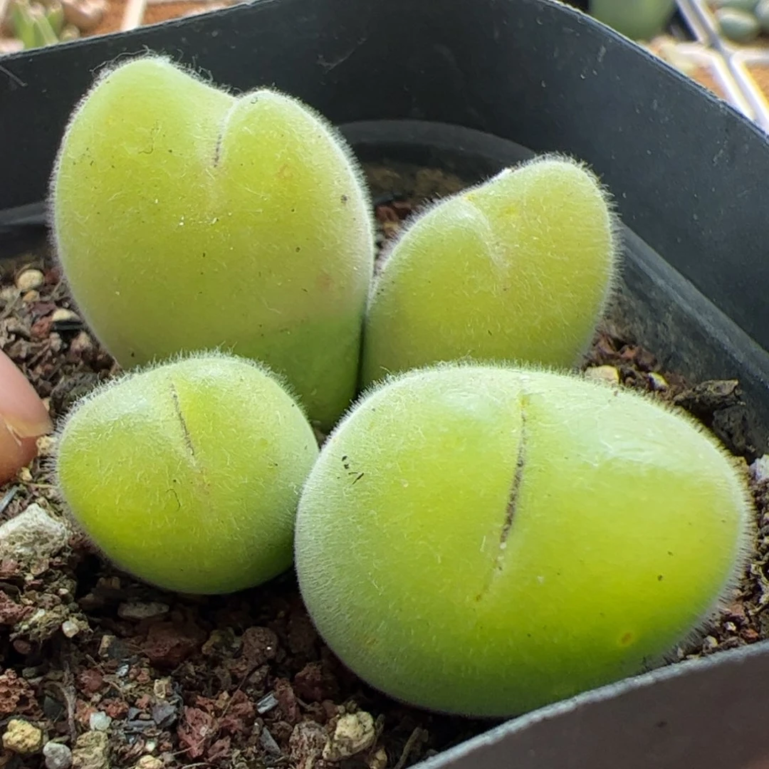 大家初三快乐23085