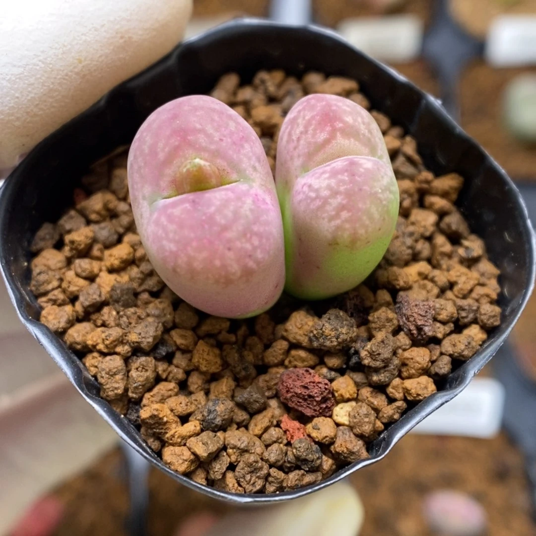 多肉植物肉锥杂交K-3456