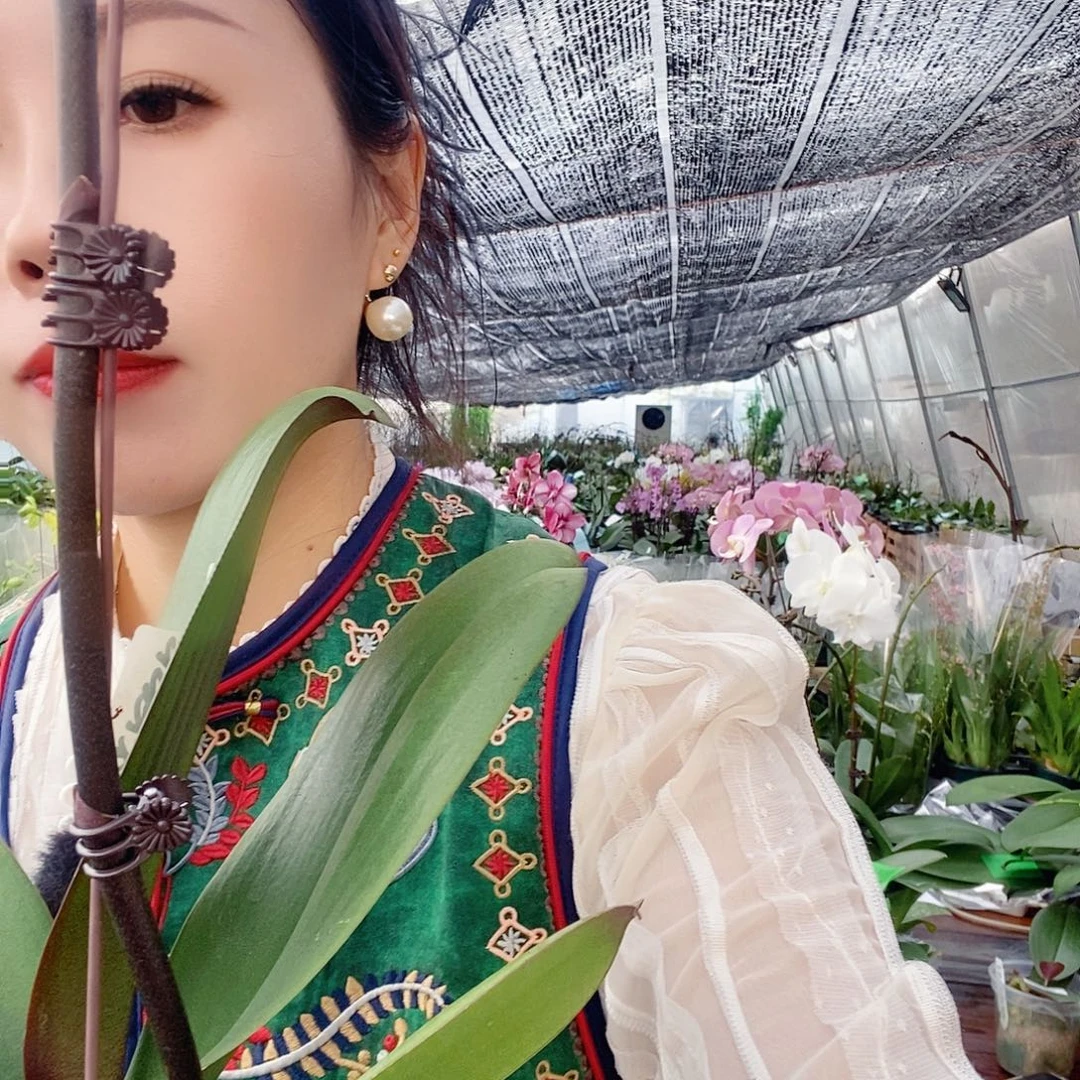 无花朵米歇尔蝴蝶兰