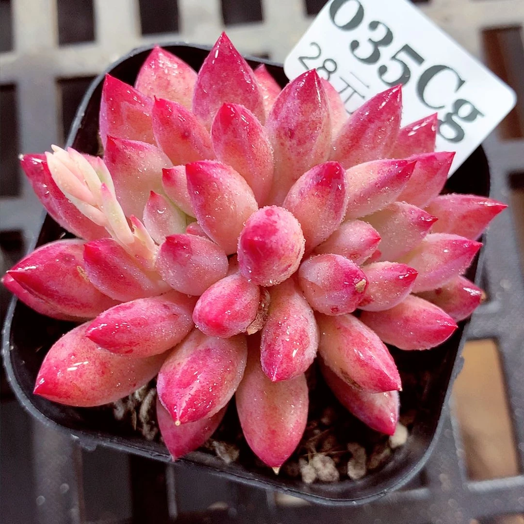 5厘米盆精控多肉035