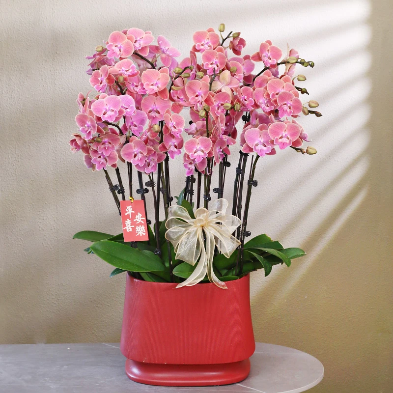 【维美】紫色系 蝴蝶兰带花带盆组好发货乔迁结婚送礼前台客厅装饰