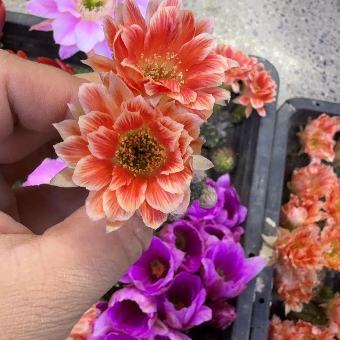 342丽花貂蝉歪无根侧牙3公分左右，20包邮