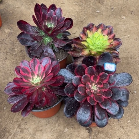 429多肉植物组合