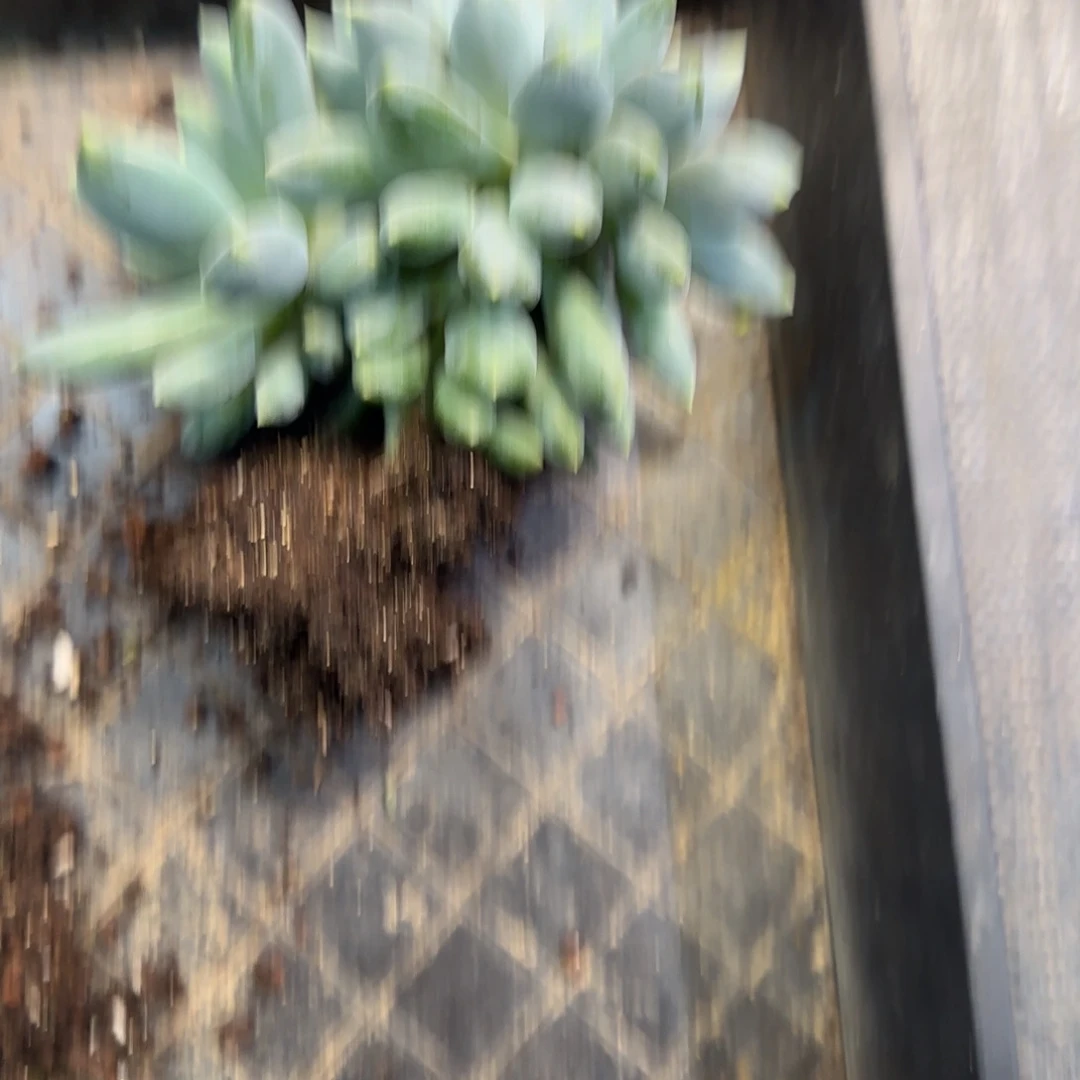 叶插胖体哥特缀化多肉植物一物一拍
