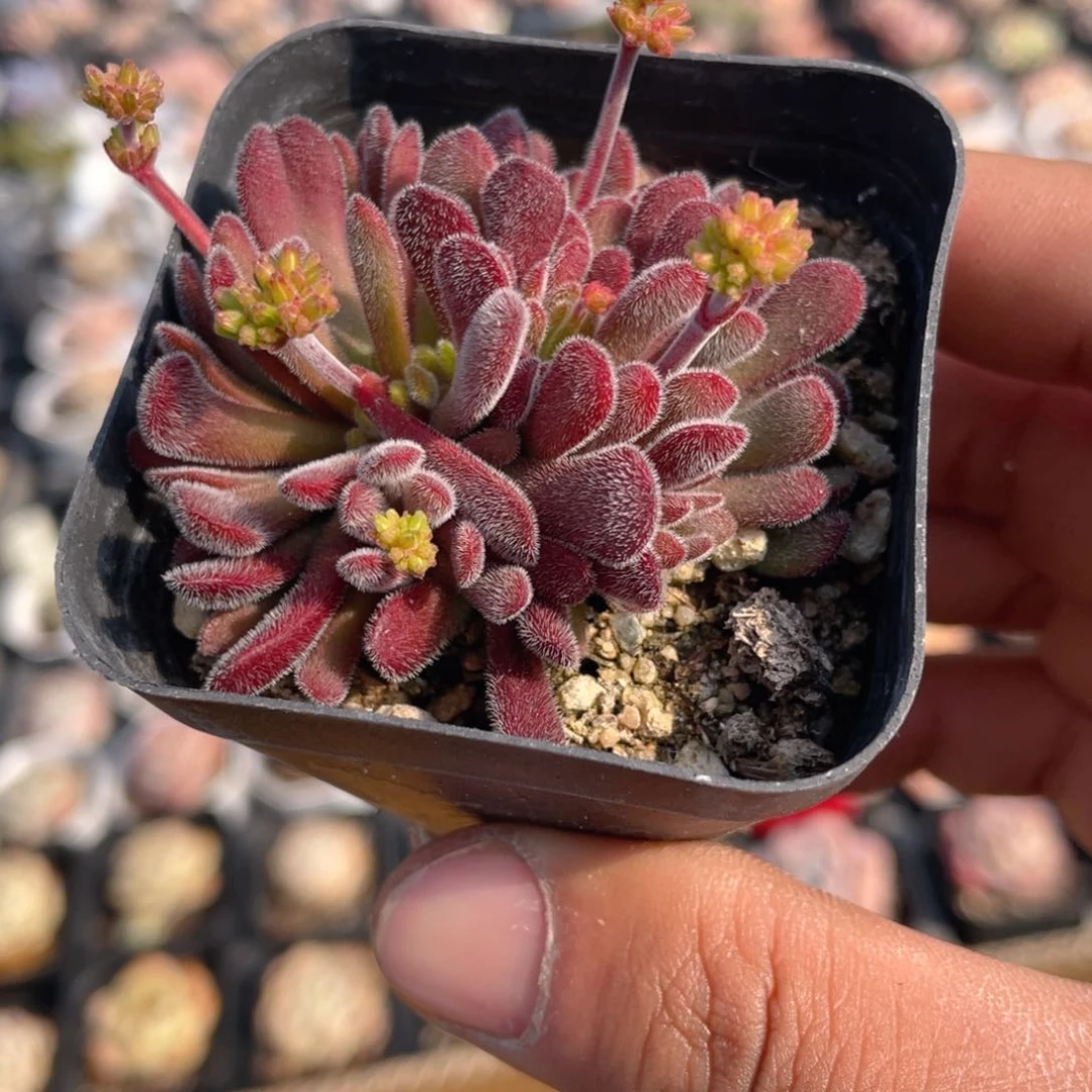 梦椿多肉9.9包邮发货