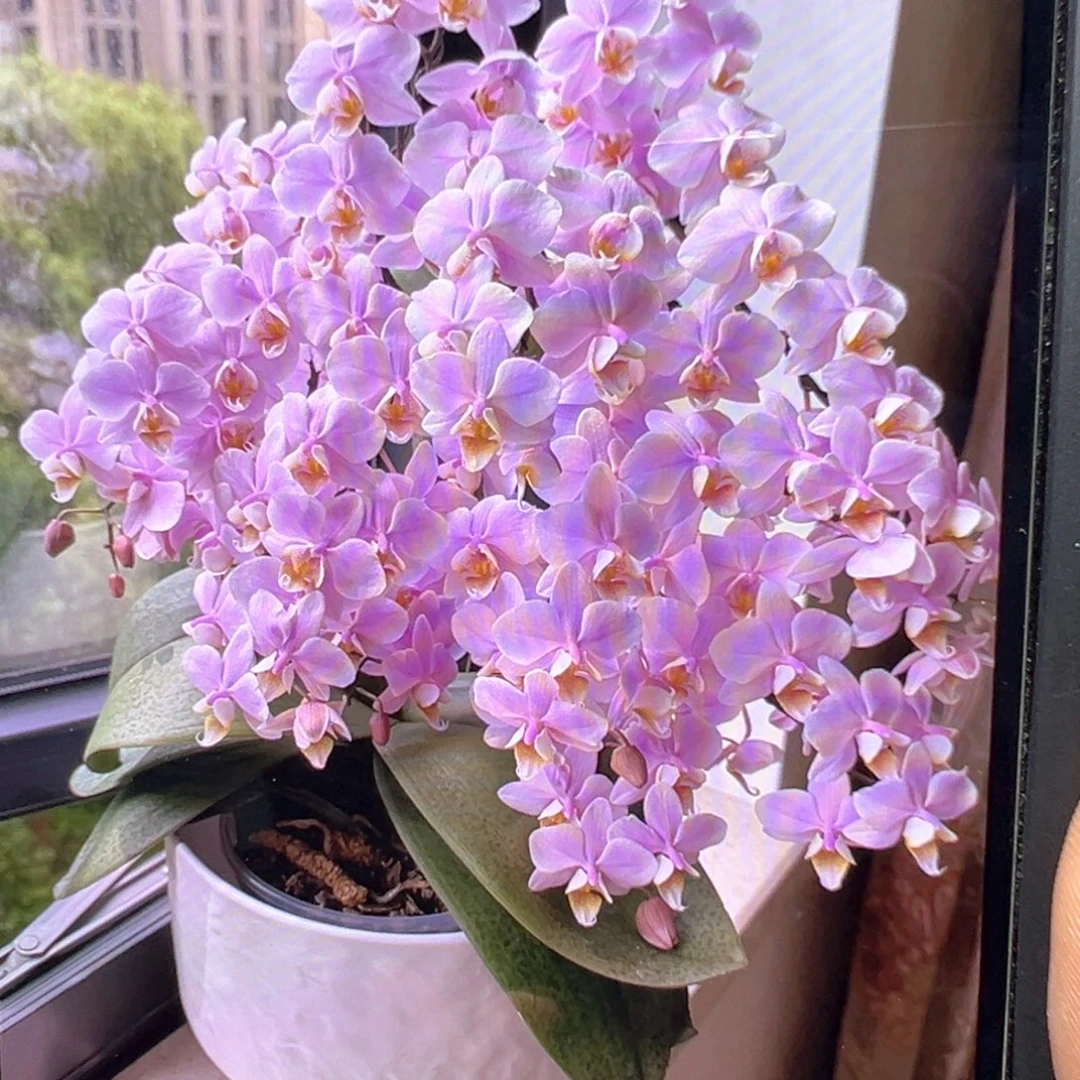 当前无花栽培后可以开花槟榔西施
