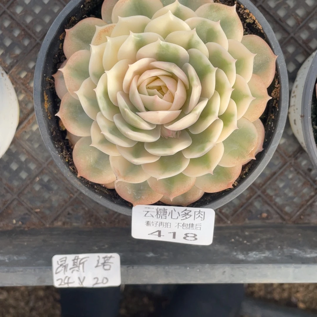 天****云糖心多肉植物418