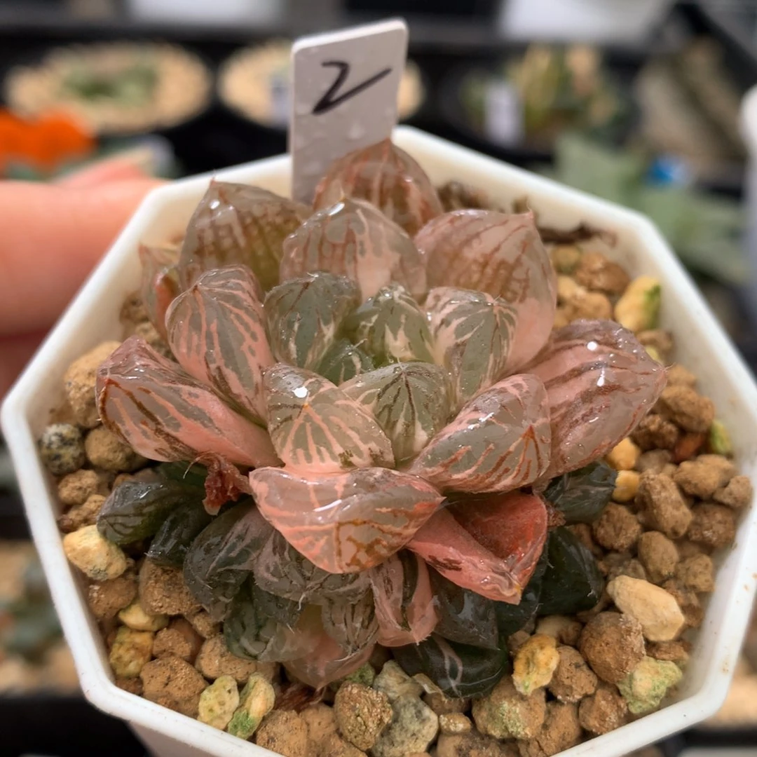 玉露锦，带盆土发货