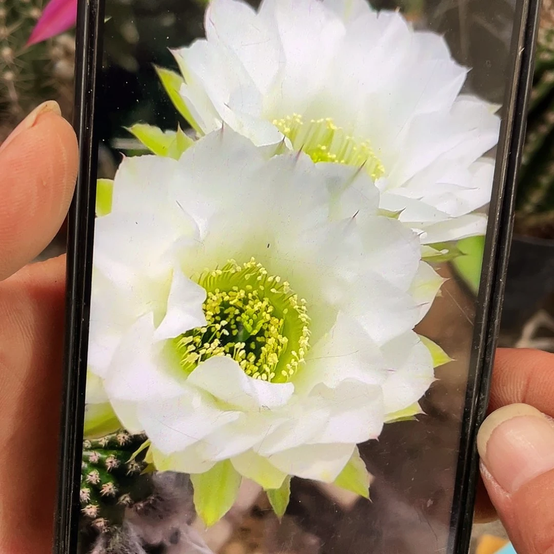 翠柳自根球6公分左右带盆土