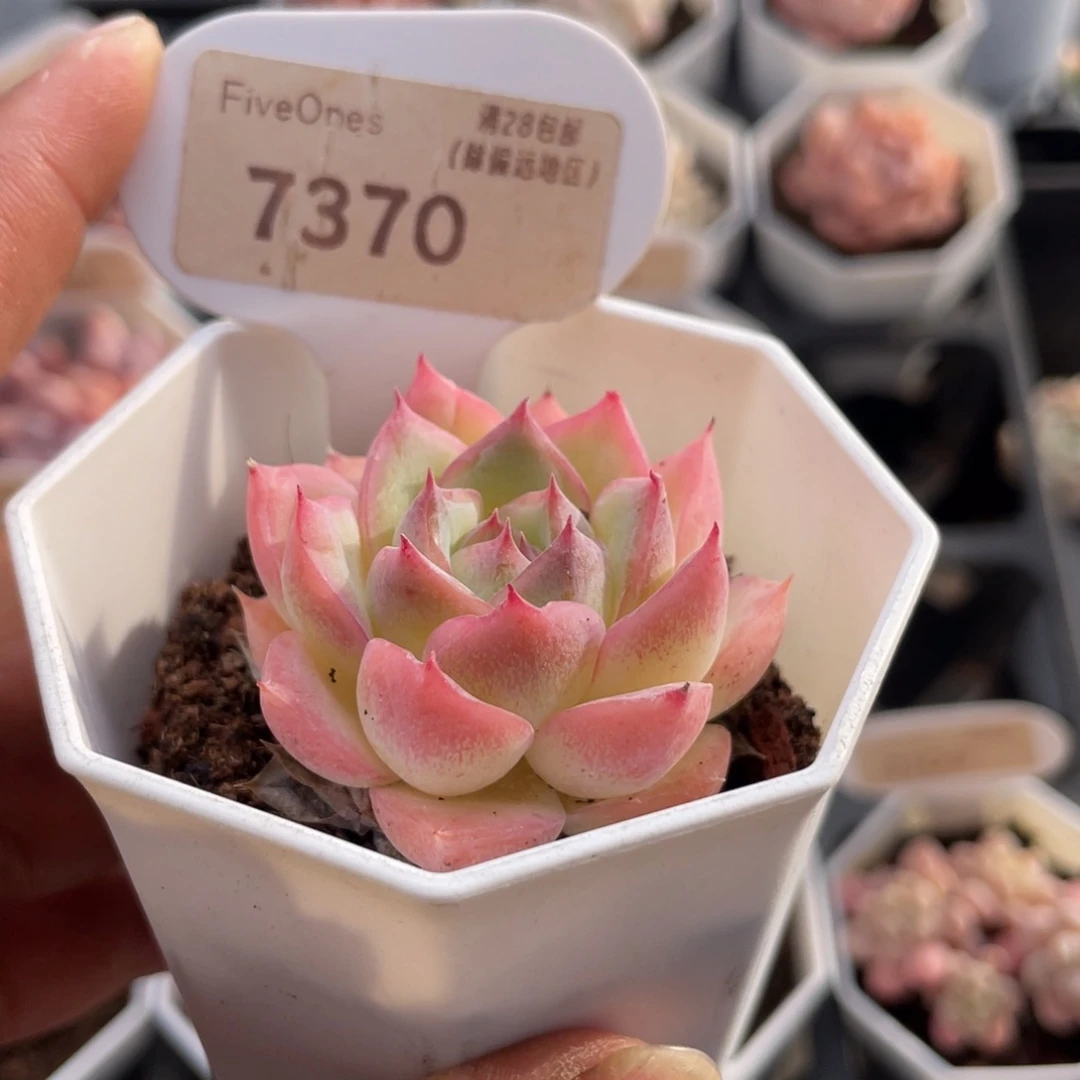 水晶玫瑰7370-4.5厘米