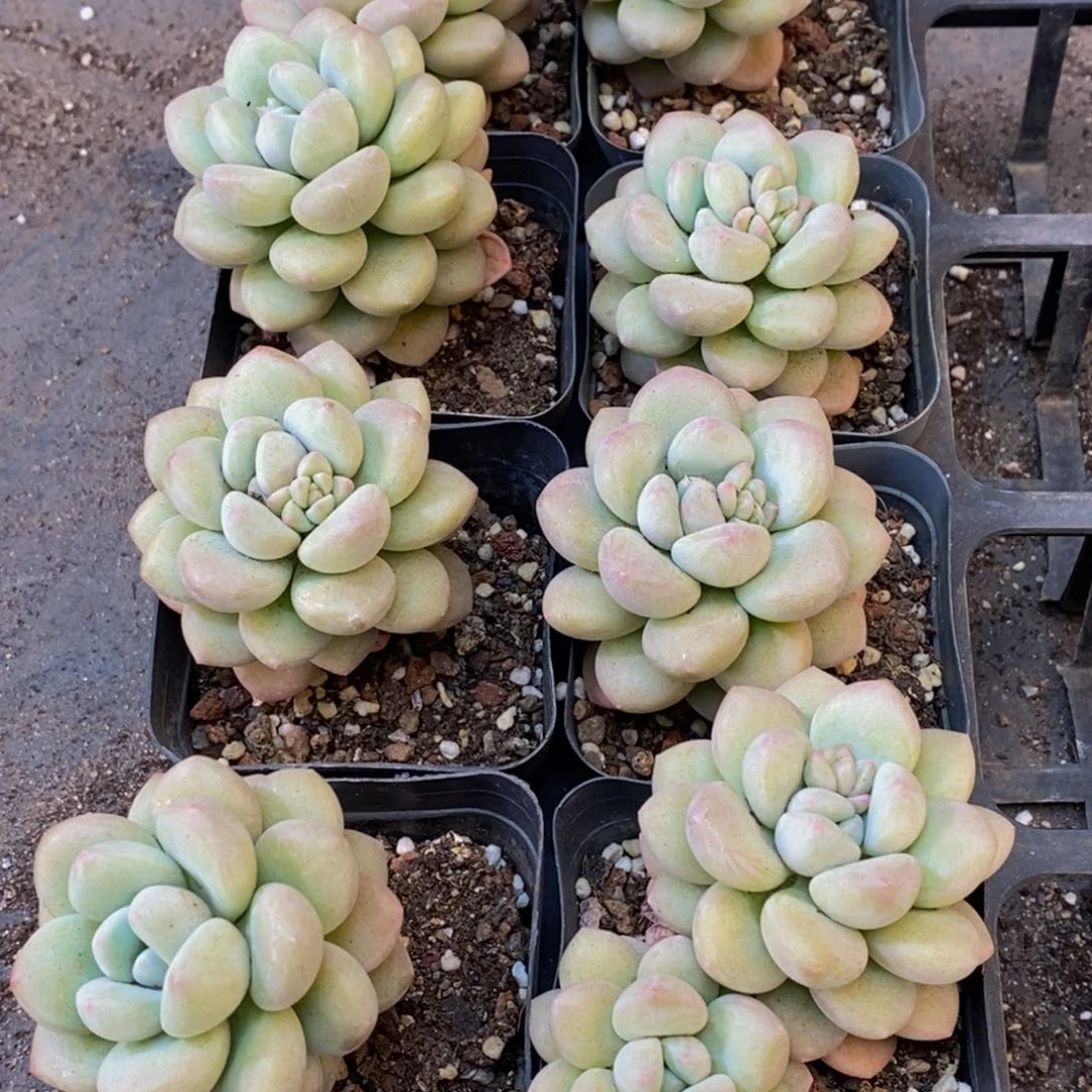 781的人在一起了。我