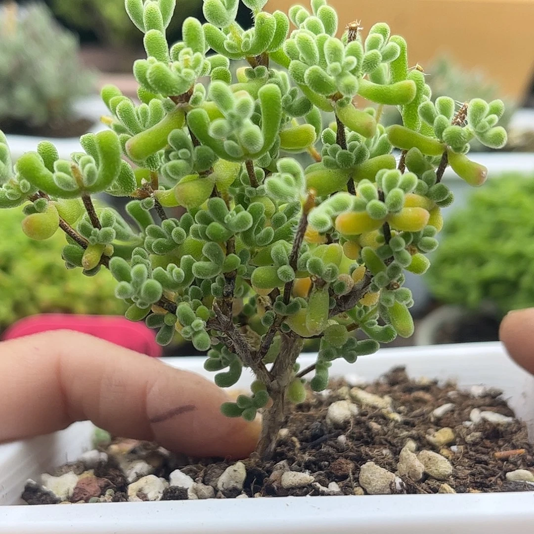 31实生小星星优选