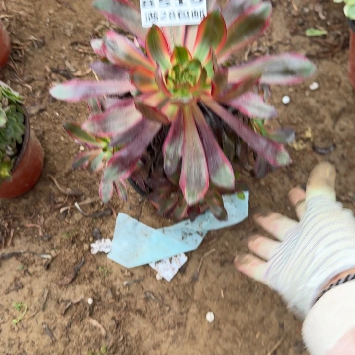 8519二号棚巫毒红拉丝A