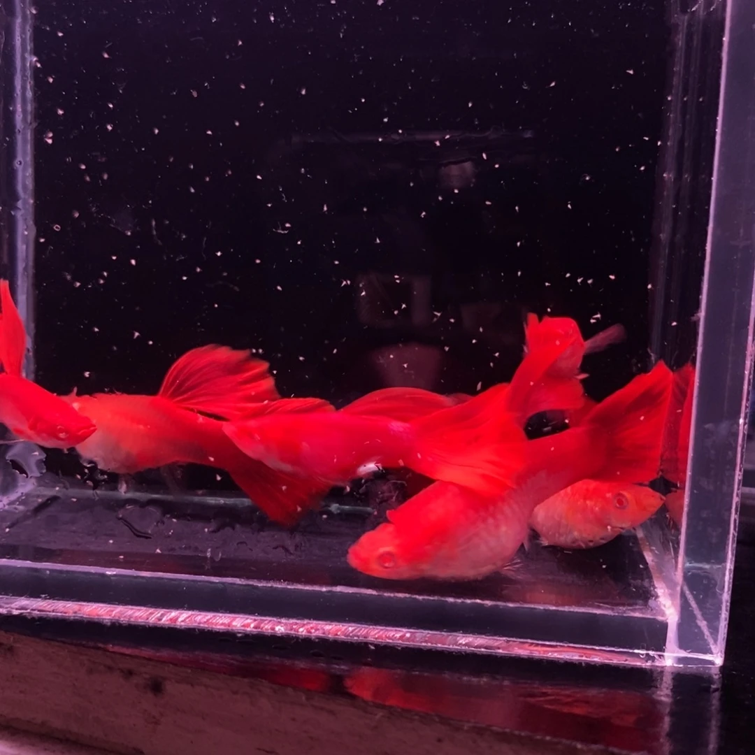 *****孔雀鱼精品血红三对