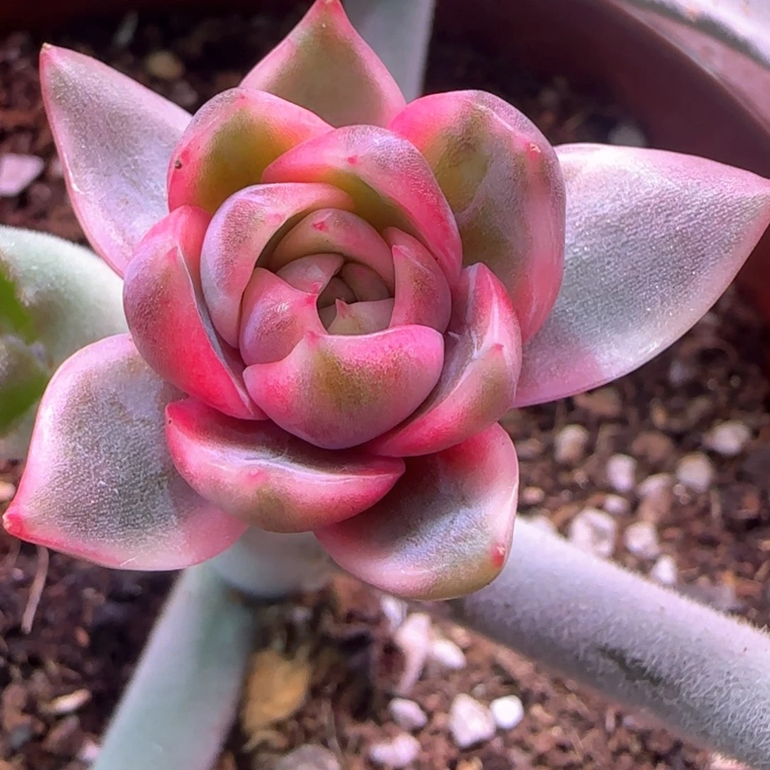 紫水晶锦 多肉植物锦