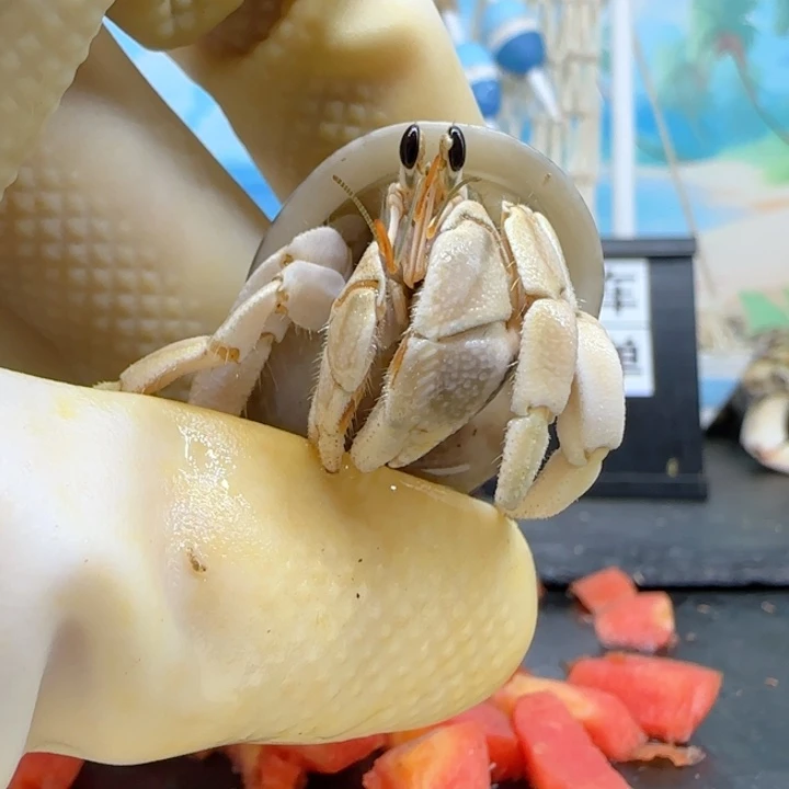 A75米色 西沙1.7cm口径