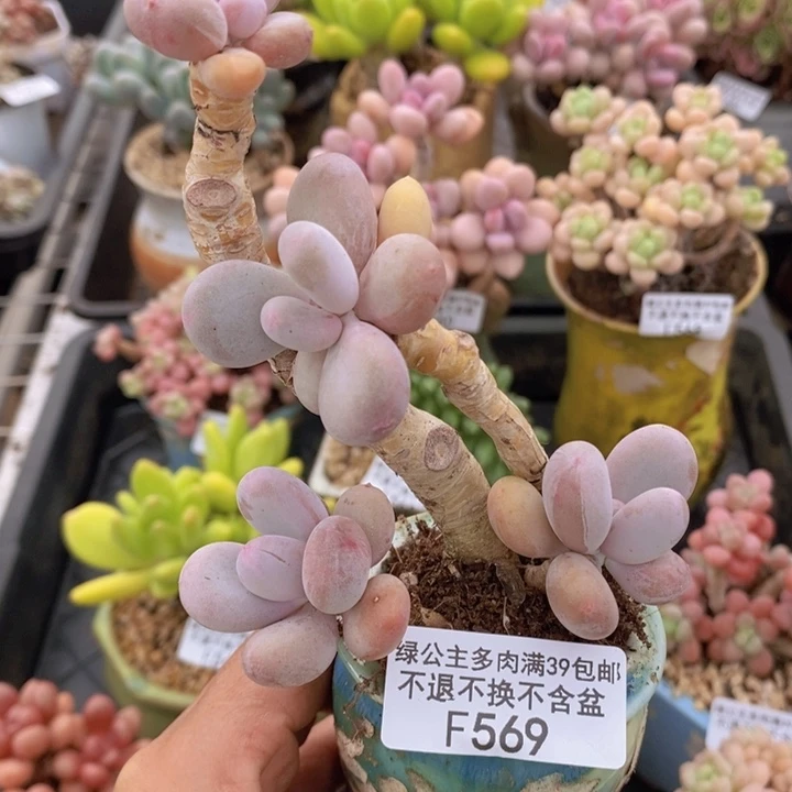 蛋黄奶老桩569多肉植物