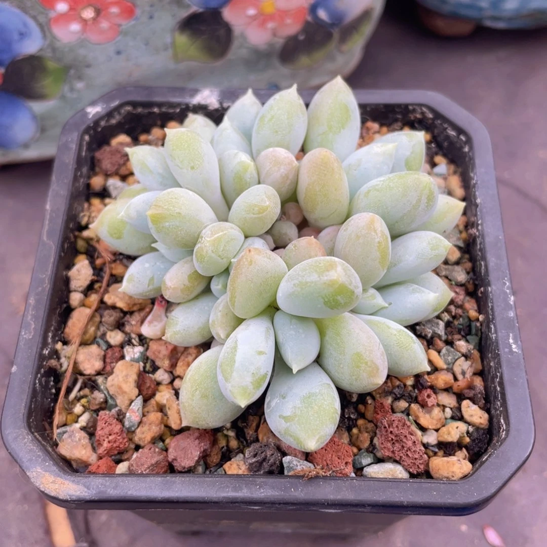 哥特萝莉（可带盆）