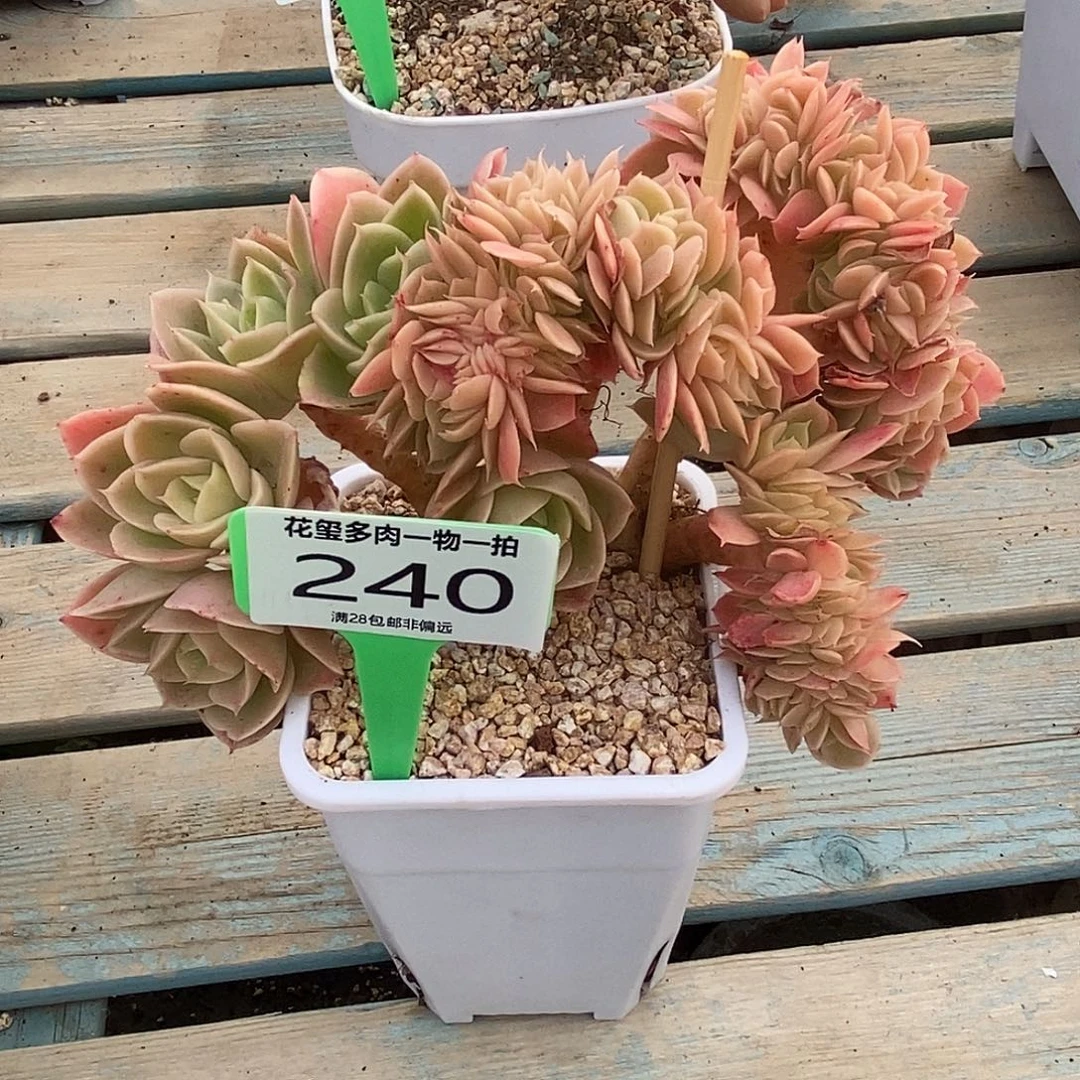 1***6花玺多肉植物0240