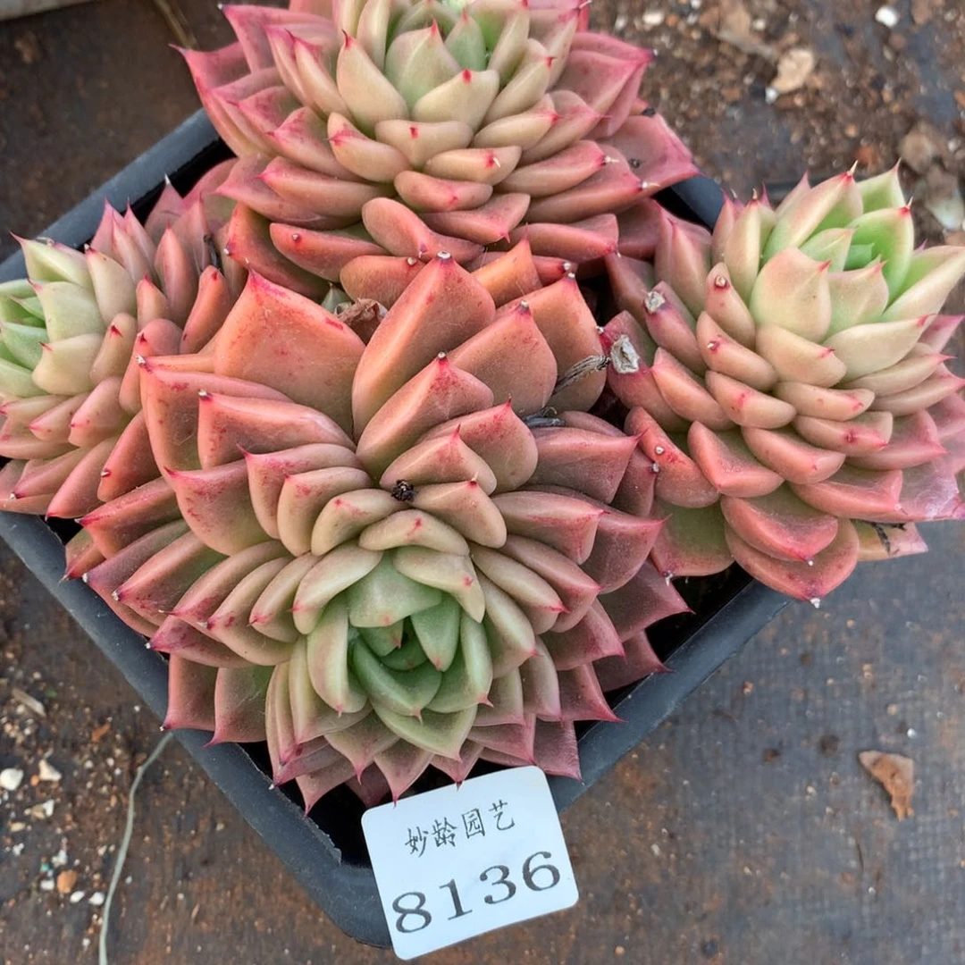 8136杂交多肉老桩
