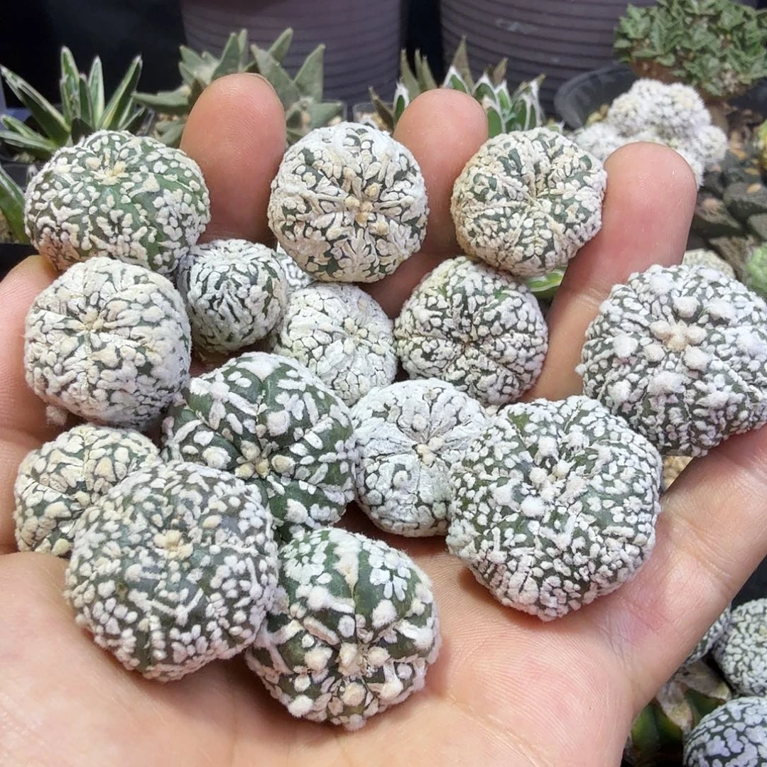 纯浓白v精挑一代兜兜侧芽多肉植物