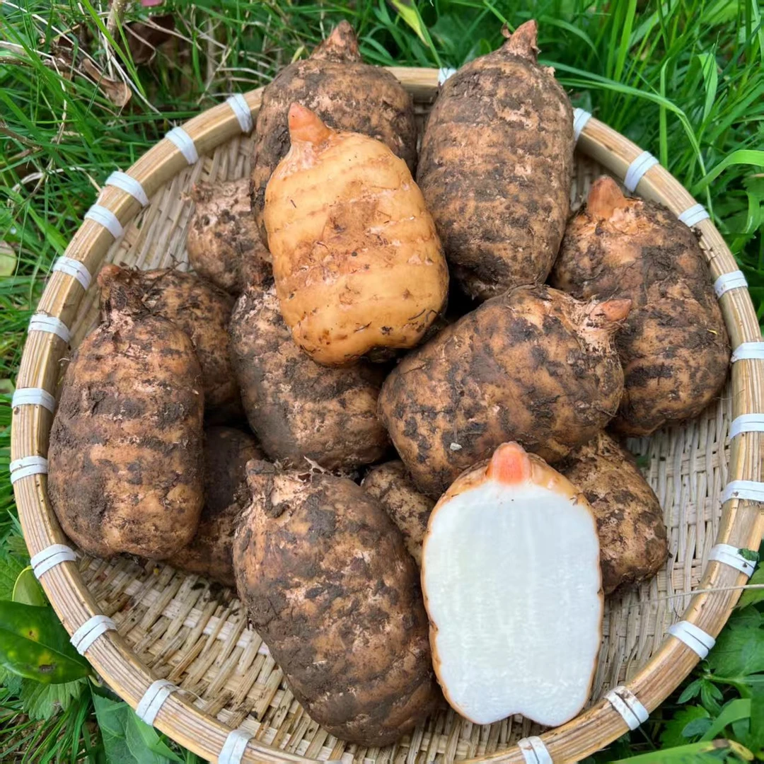 云南昭通小草坝新鲜天麻可炖肉煲汤的生天麻湿天麻