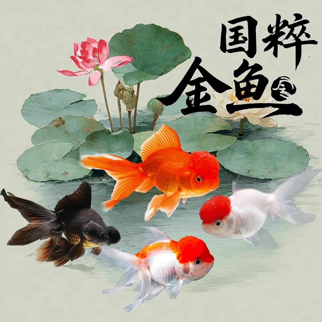 【户外专场】精品国粹金鱼 新手进阶可混养 6-8cm超萌好物 全国包邮