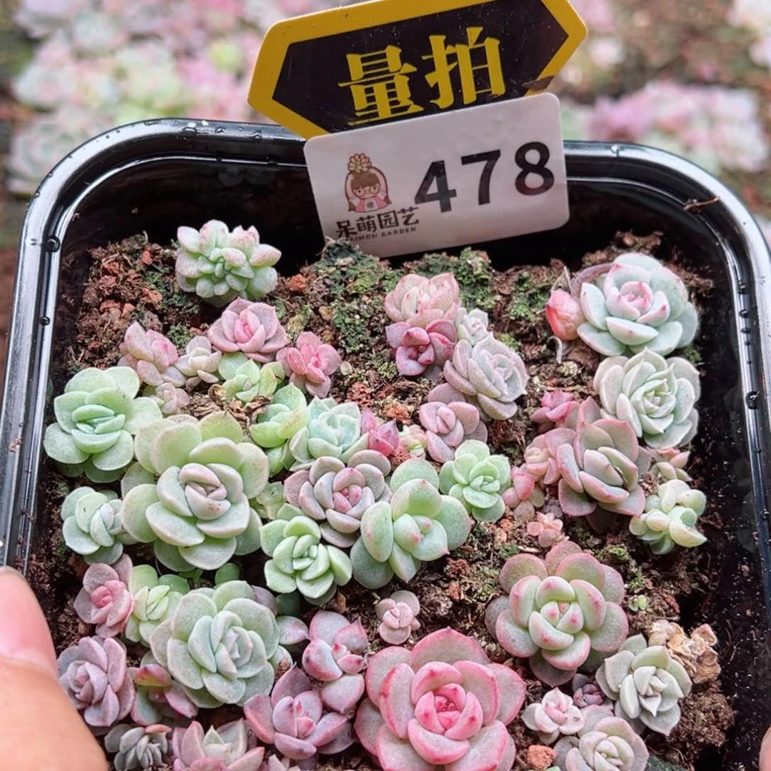 多肉植物多肉植物