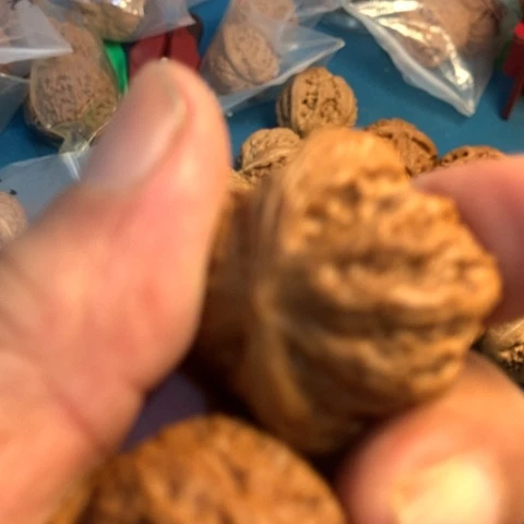 把件文玩核桃37尺老磨盘狮子头