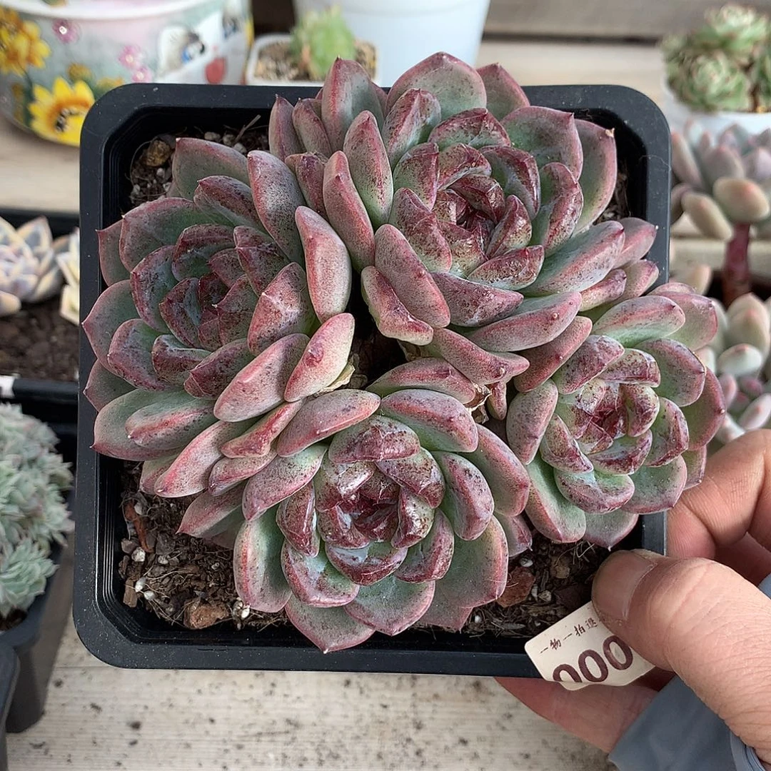 0004重庆森林多肉一颗1