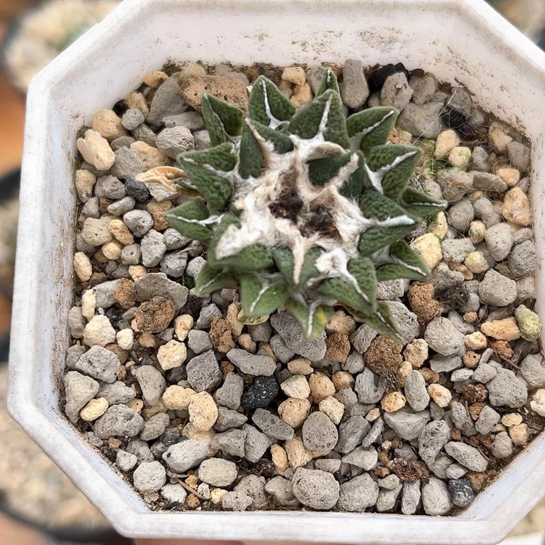 潮流植物黑牡丹，实生