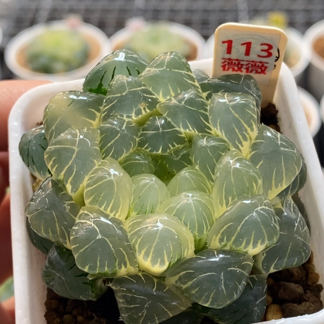 113号糊斑湖水玉露锦