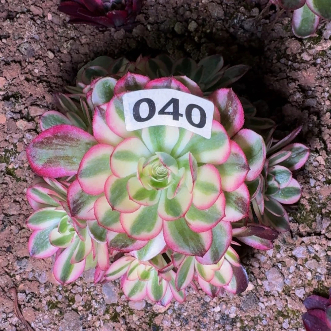 040多肉植物法师锦