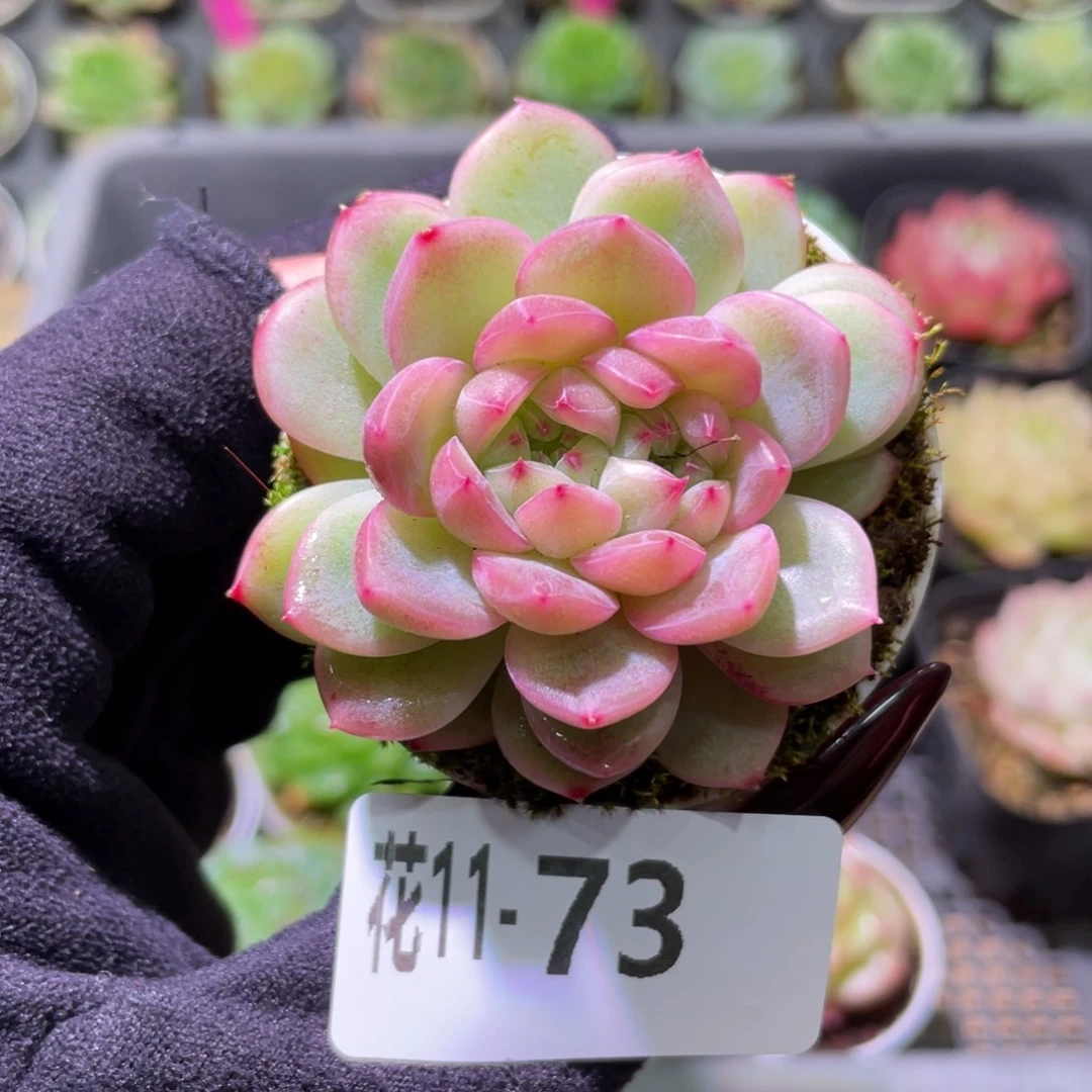 花利美11-73新品双心