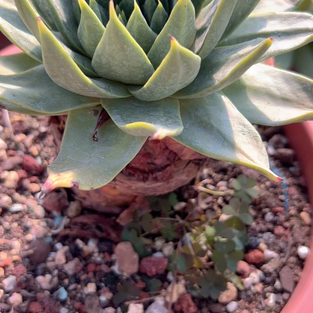 野生多肉脱盆1株坎戴拉贝诺