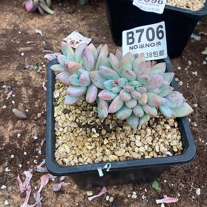 哈***好洛神缀化 706 需延迟发货