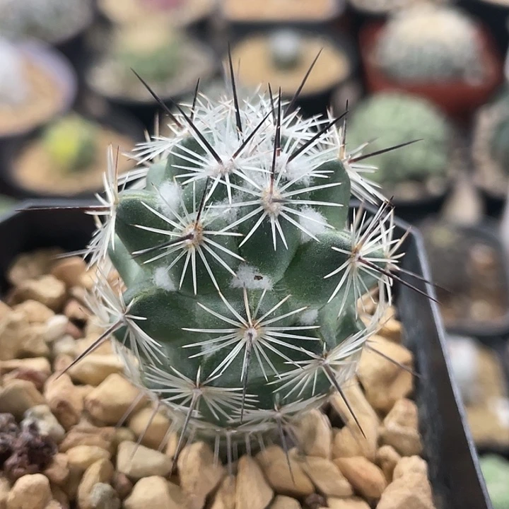 都锦实生仙人球