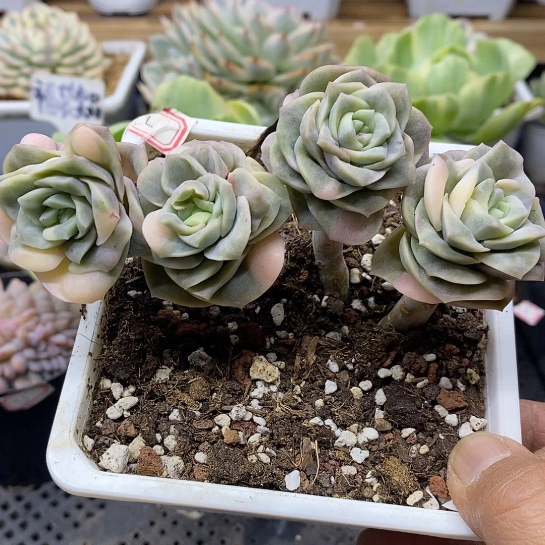 2479 可爱玫瑰花脸锦自然群