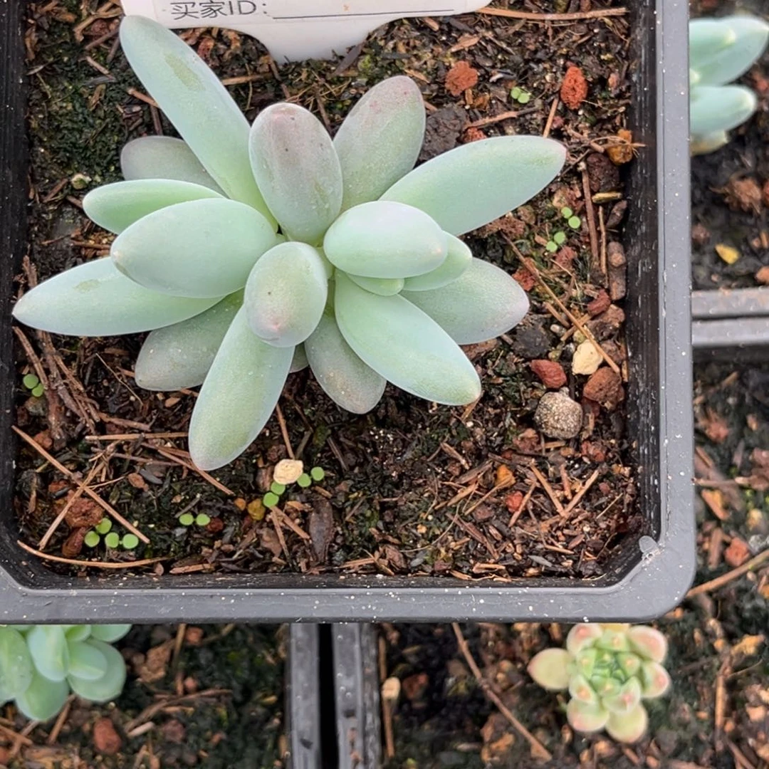 企鹅多肉植物326号