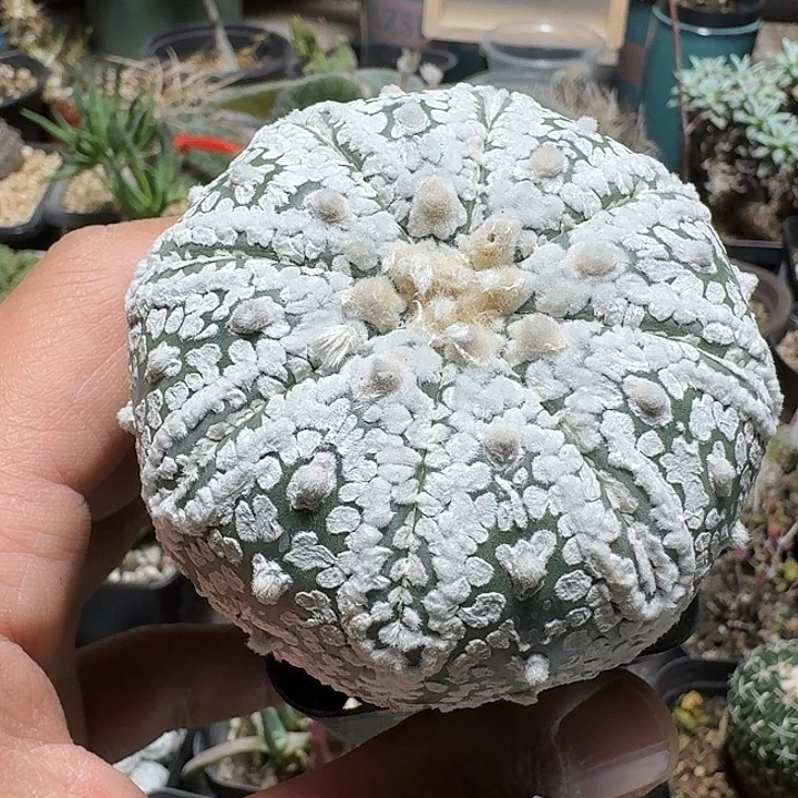 724v兜带盆发货实生