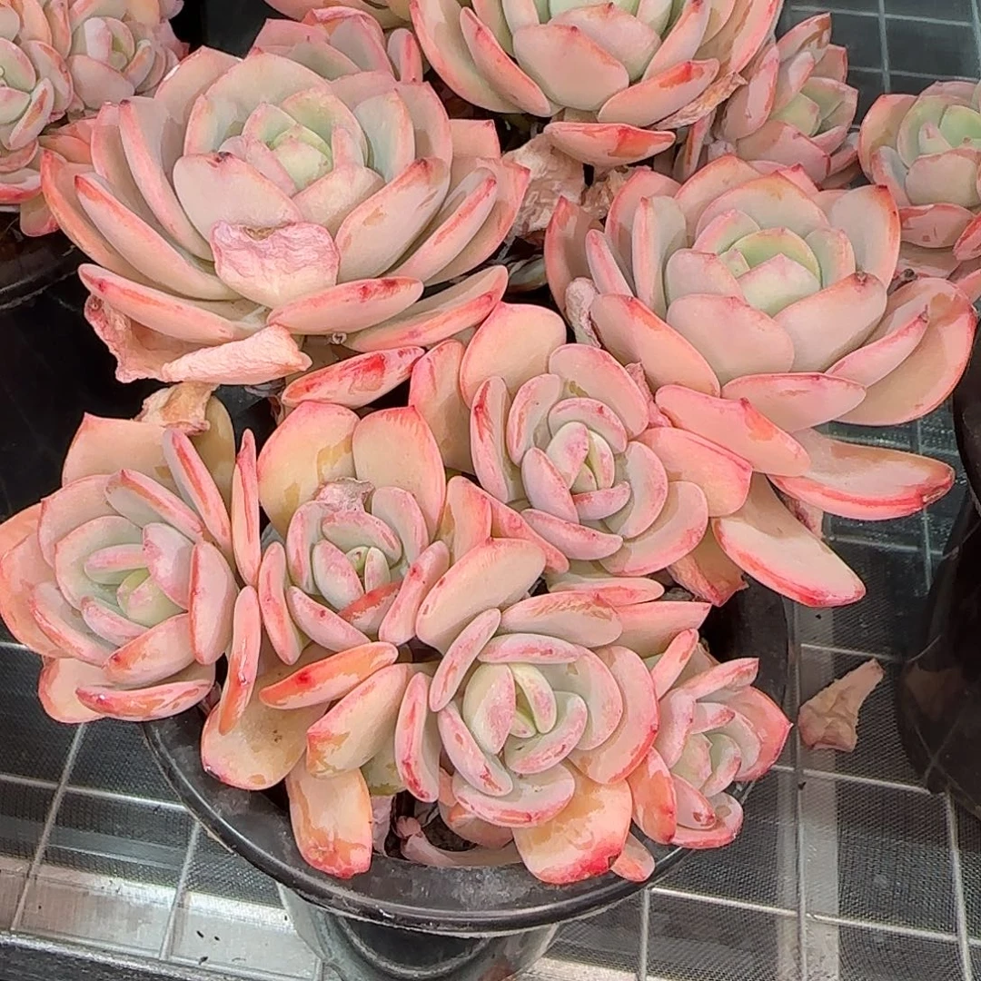 从前慢花园精选白月光