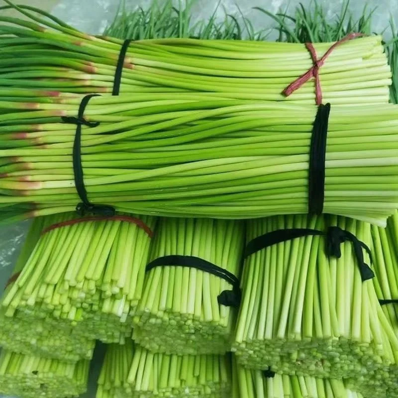 2025年新鲜红帽蒜苔5斤包邮