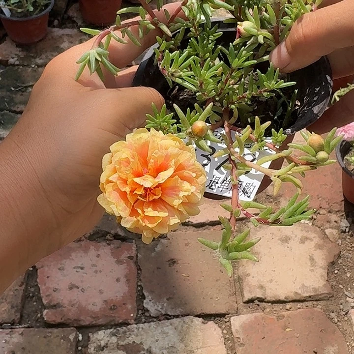 无花朵E378超小苗盆口10cm