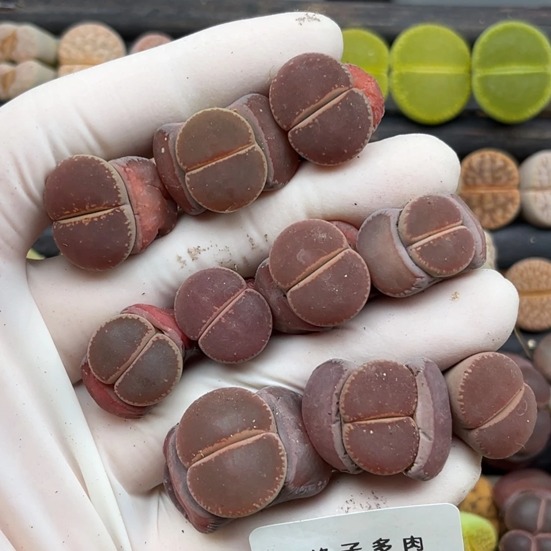 485号一首ko10颗发货