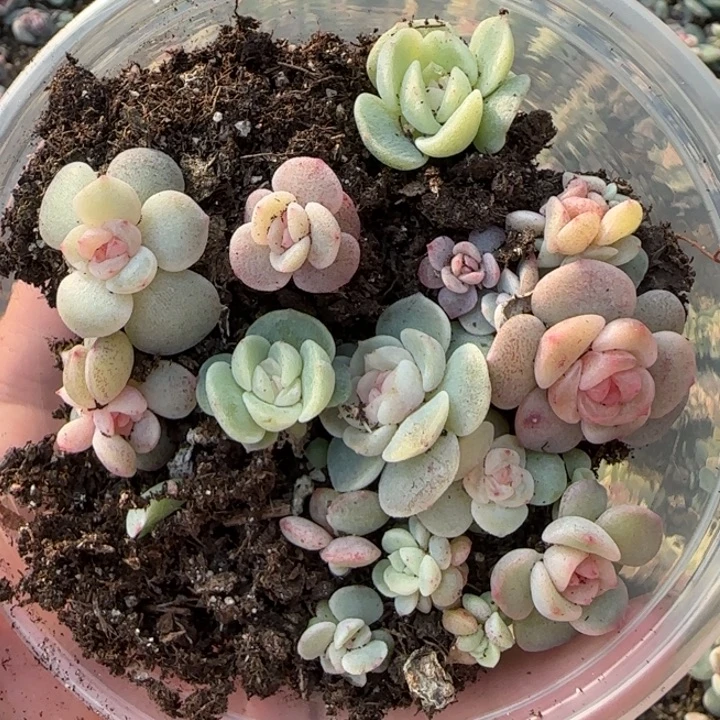 41绝绝子的多肉一盆