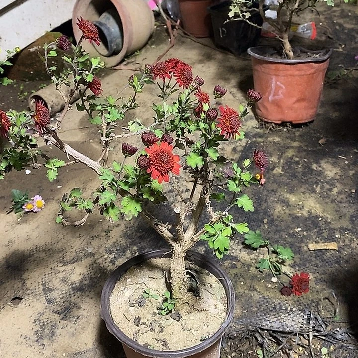 涛***秦完全开放菊花盆景了