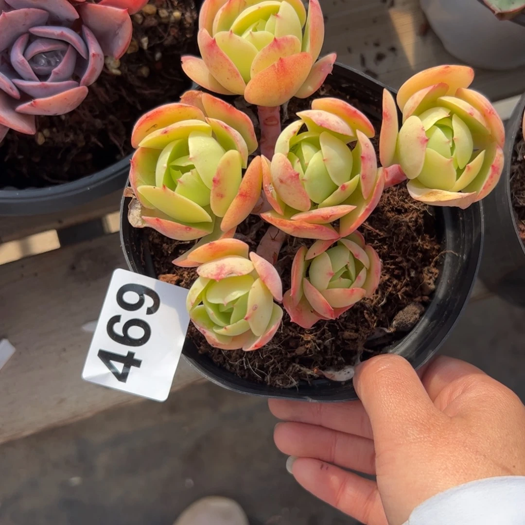 小***窝469 多肉植物组合盆栽